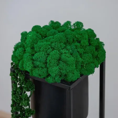 Bunscha Debniki Cracow By Renters *