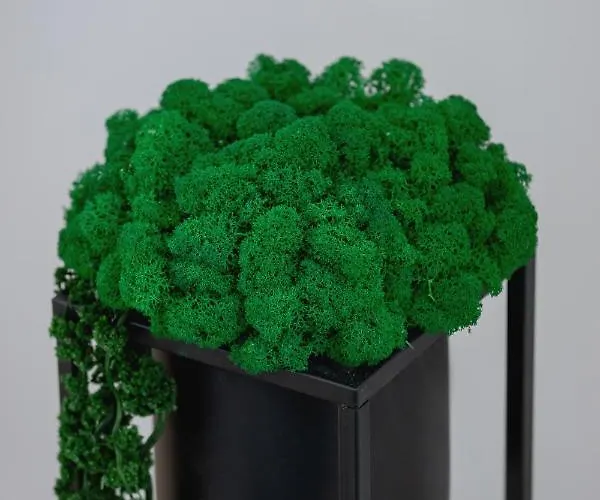 Bunscha Debniki Cracow By Renters *